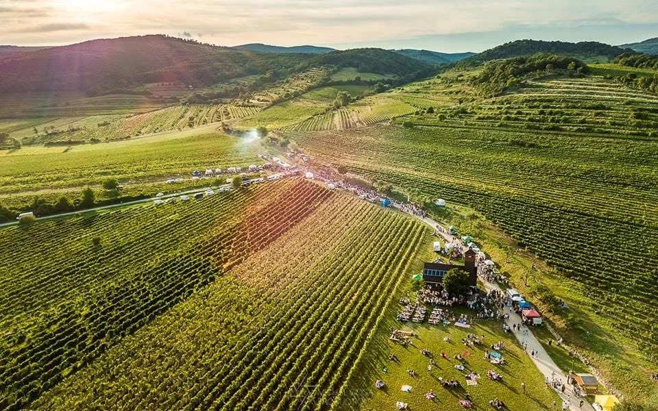 Vinohrady v slovenskom regióne